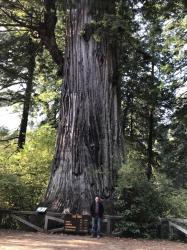 The "Big" Tree: Pretty Big tree in the Redwoods